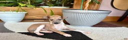 Italian Greyhound dogs for sale: Italian Greyhound male 3 Fawn boy  - Ad 5