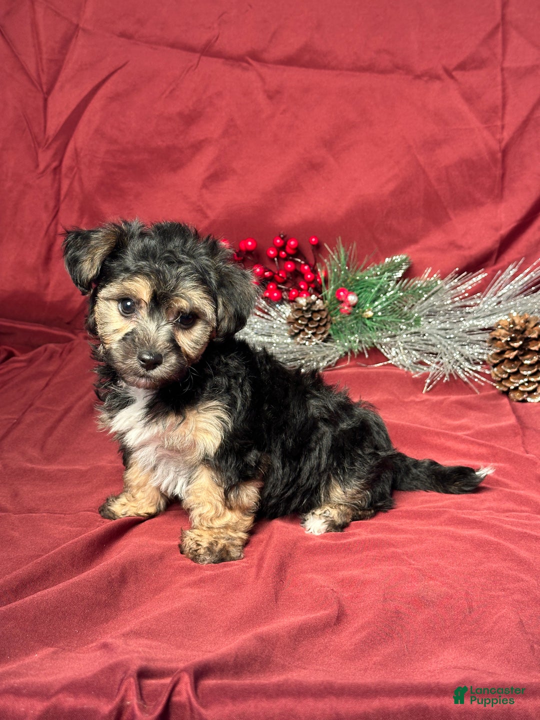 Yochon dogs for sale: Cooper - Ad 2