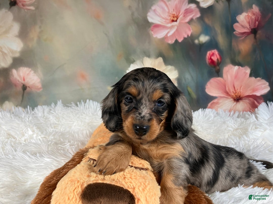 Miniature Dachshund dogs for sale: AKC-Maggie - Ad 11