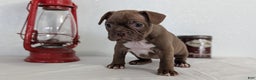 Frenchton dogs for sale: Lyla  - Ad 4