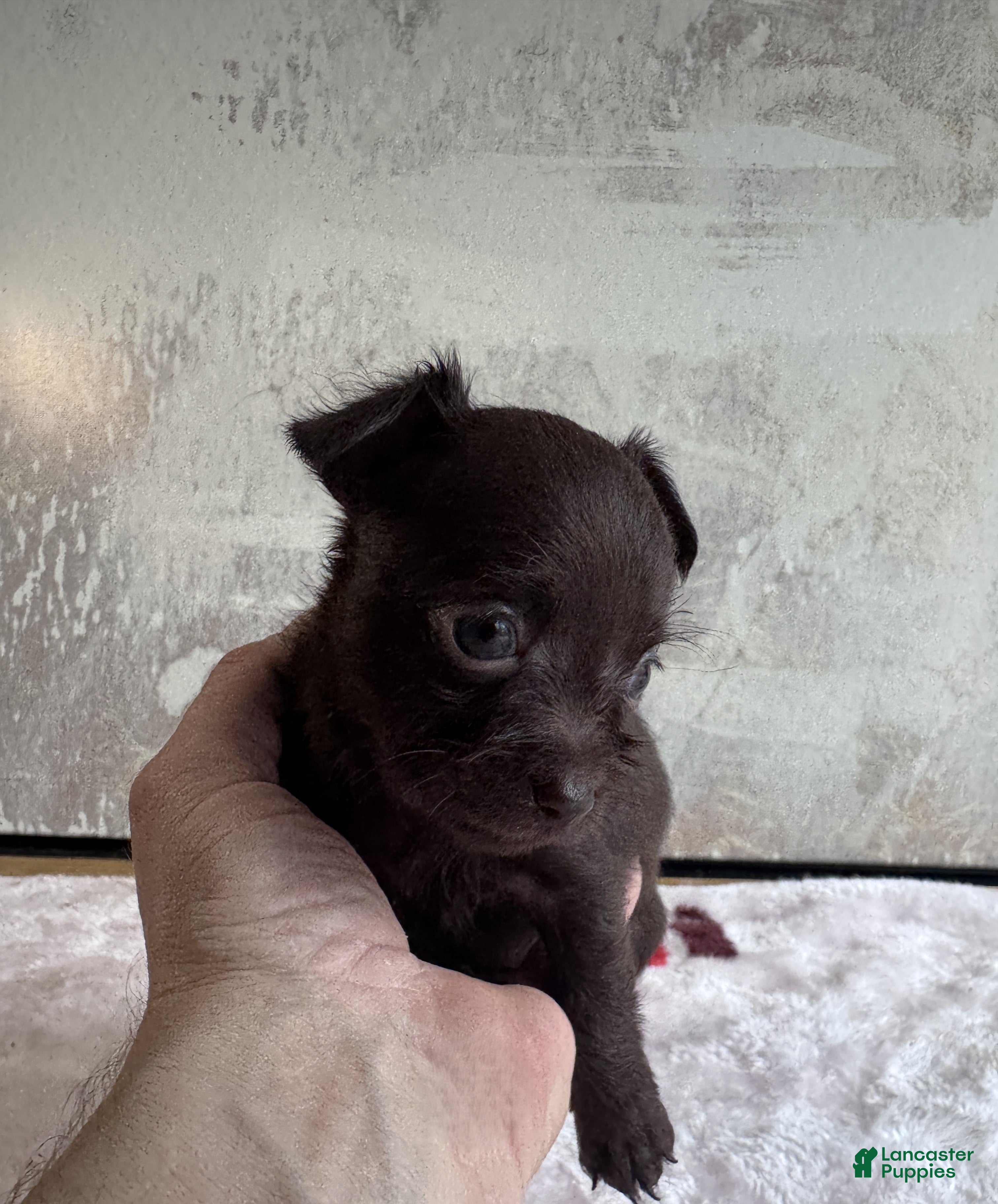 Mixed Breed dogs Lady Godiva  - Ad 1