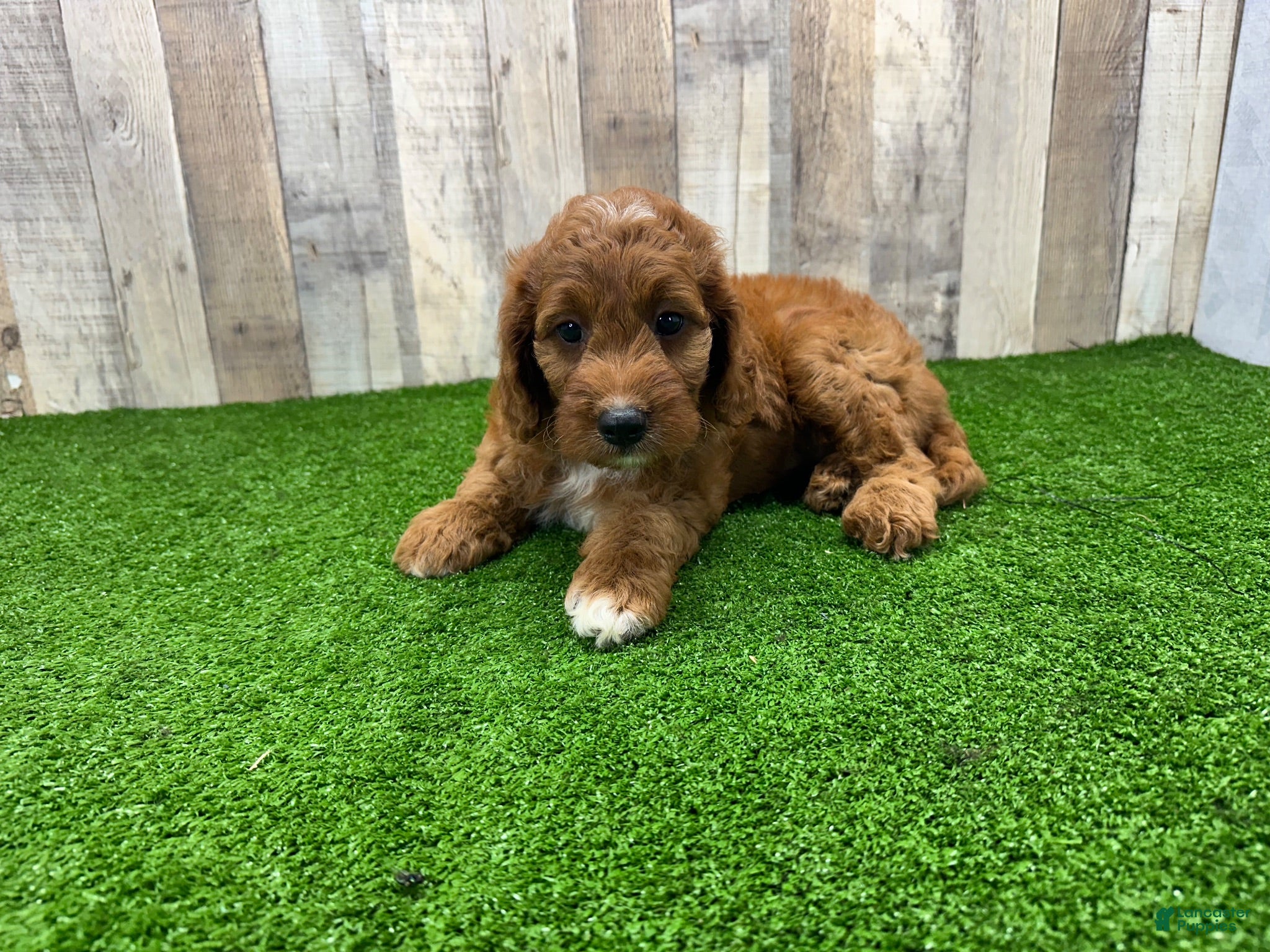 Irish Doodle dogs Tesla - Ad 1