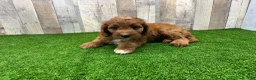 Irish Doodle dogs for sale: Tesla - Ad 1