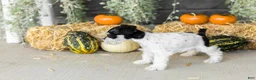 Miniature Schnauzer dogs for sale: Sassy  - Ad 4