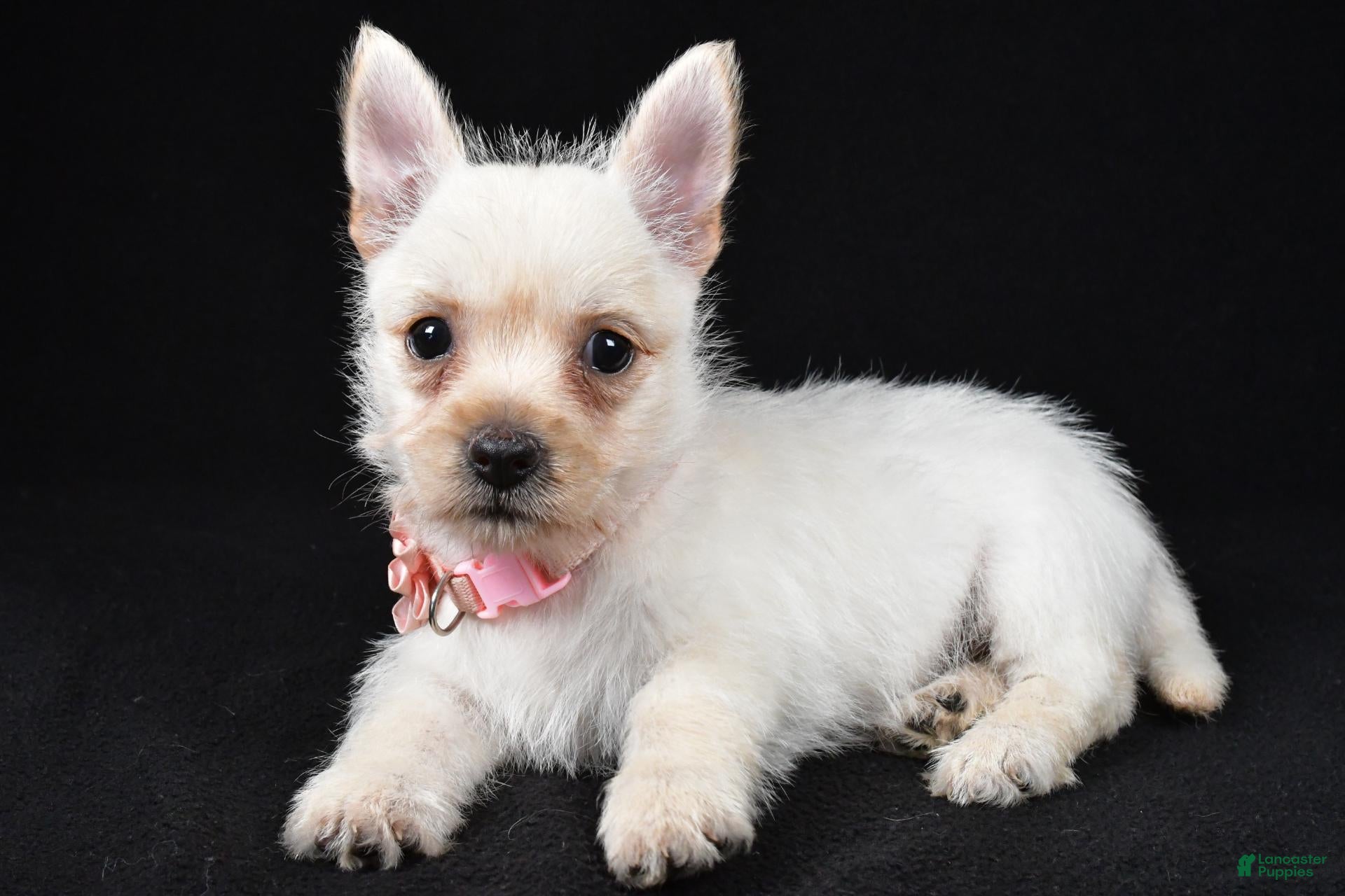 Cairn Terrier dogs Ava - Ad 1
