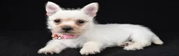 Cairn Terrier dogs for sale: Ava - Ad 1