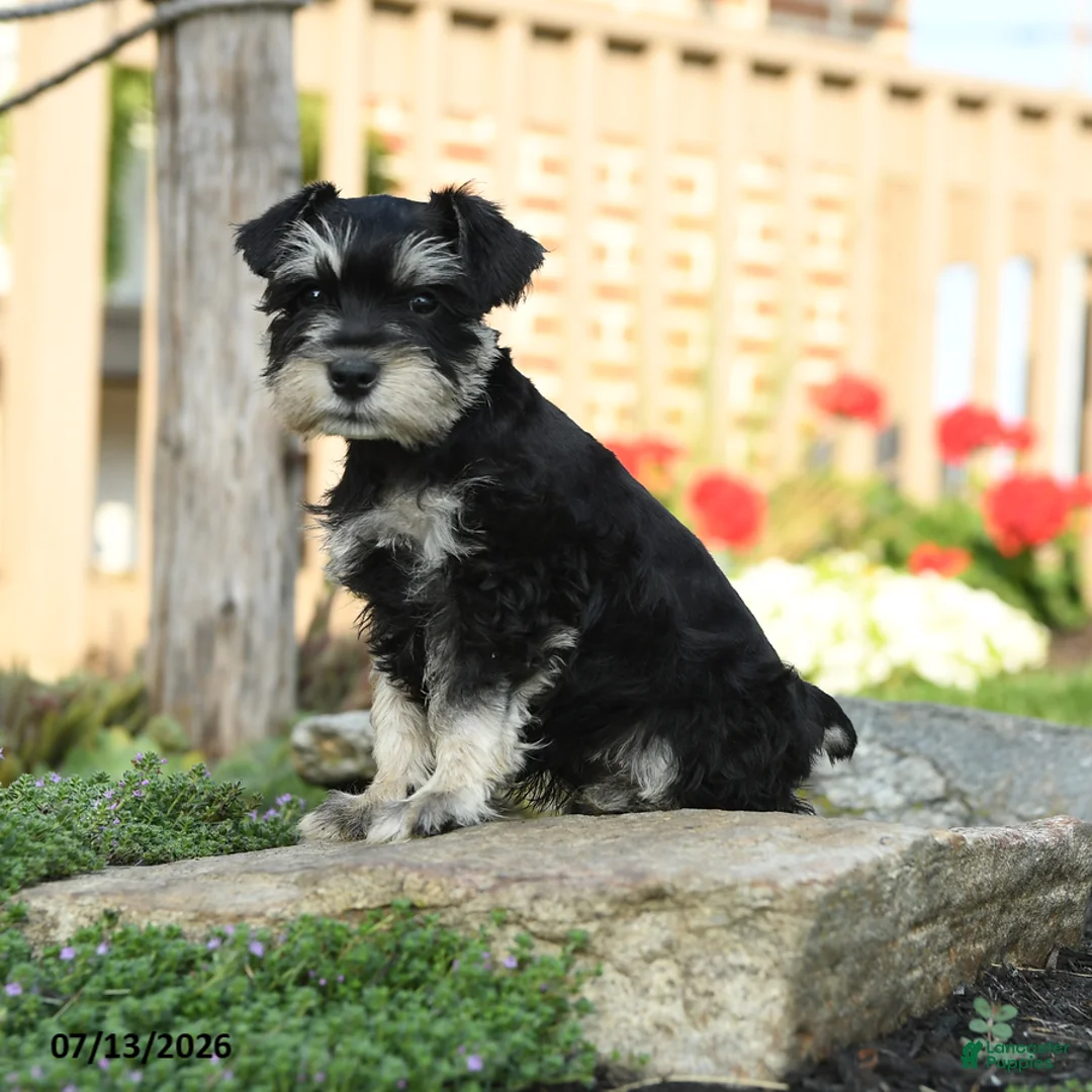 Miniature Schnauzer dogs for sale: Landon - Ad 1