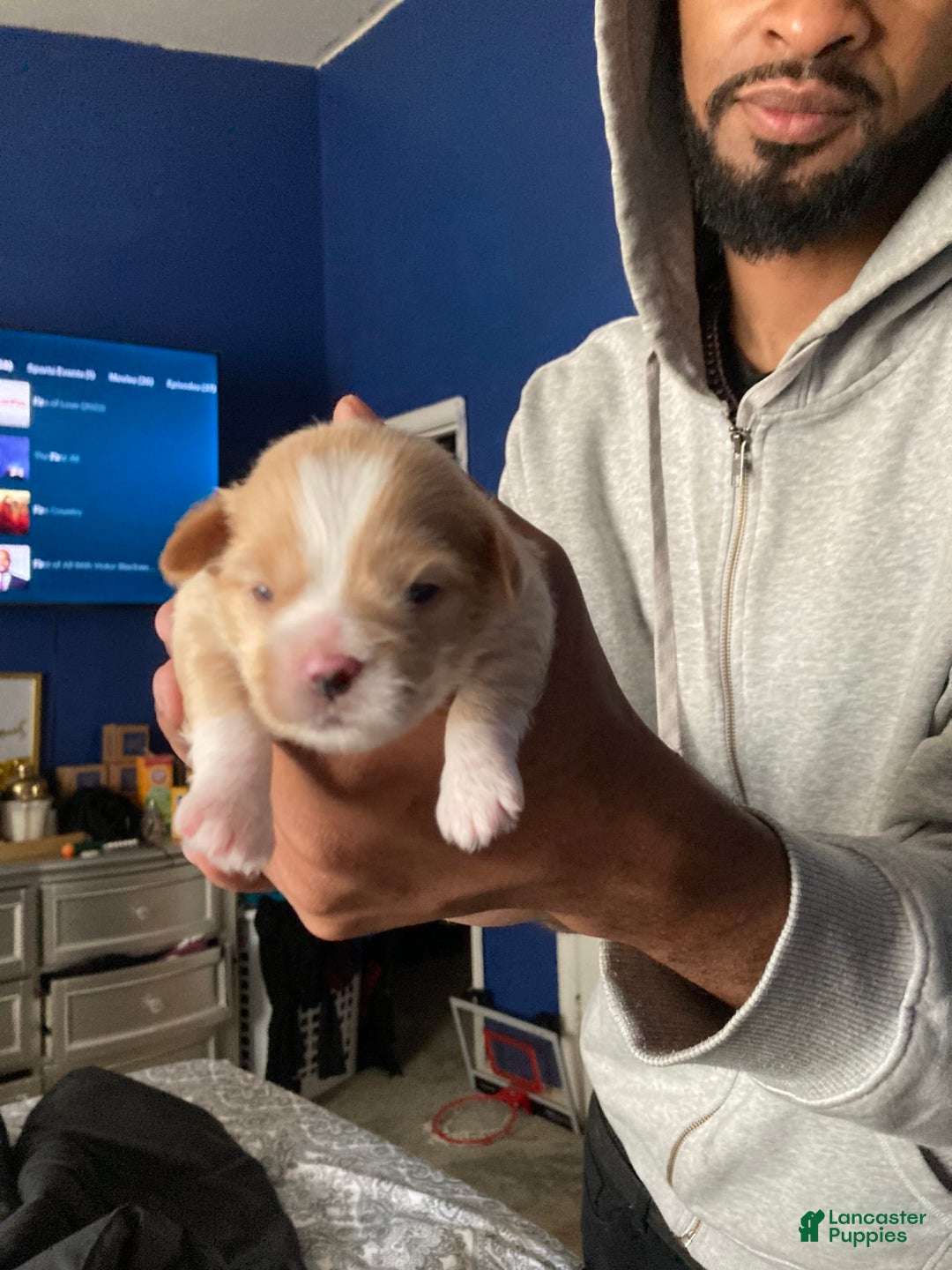 Gallery Image {{count}}