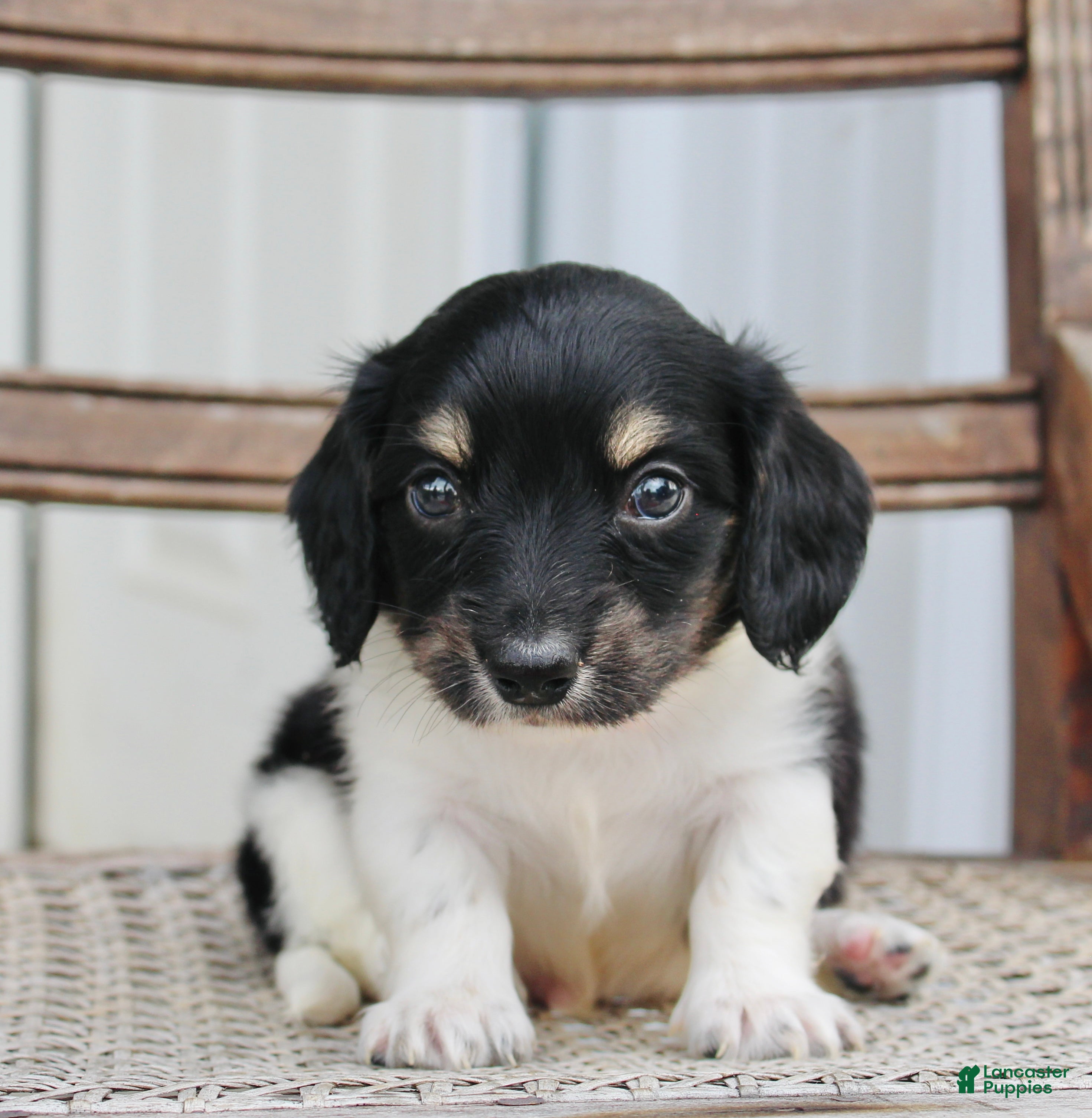 Miniature Dachshund dogs for sale: Ashton - Ad 4