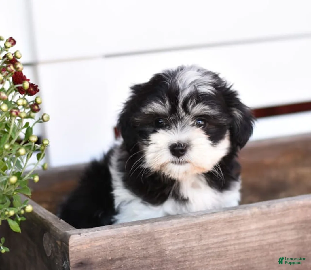 Gallery Image {{count}}