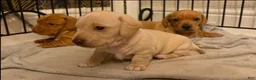 Miniature Dachshund dogs for sale: Miniature Dachshund 1 - Ad 4