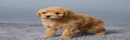 Miniature Poodle dogs for sale: Rosie - Ad 4