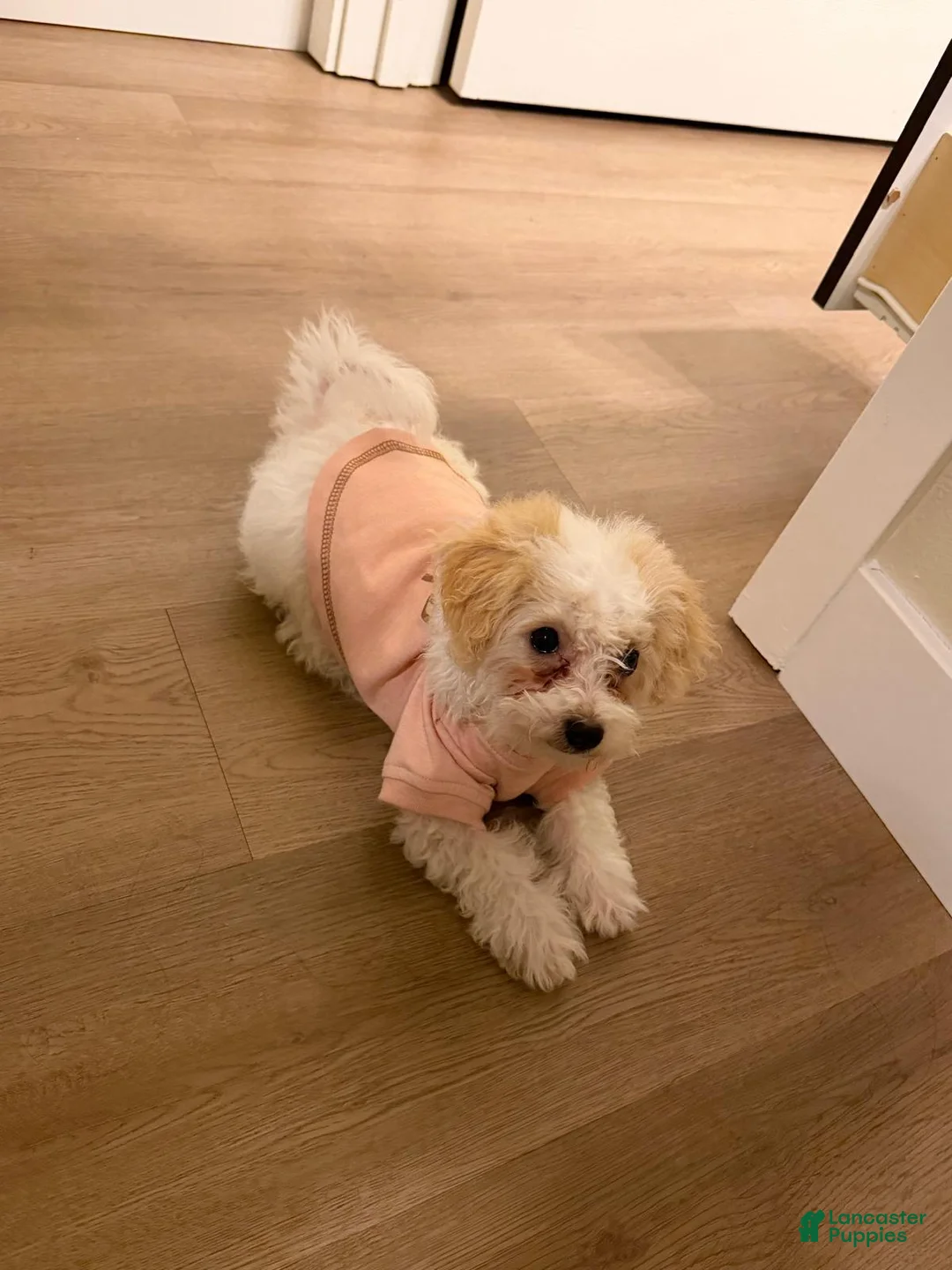 Maltipoo dogs for sale: Mia (Maltipoo) - Ad 2