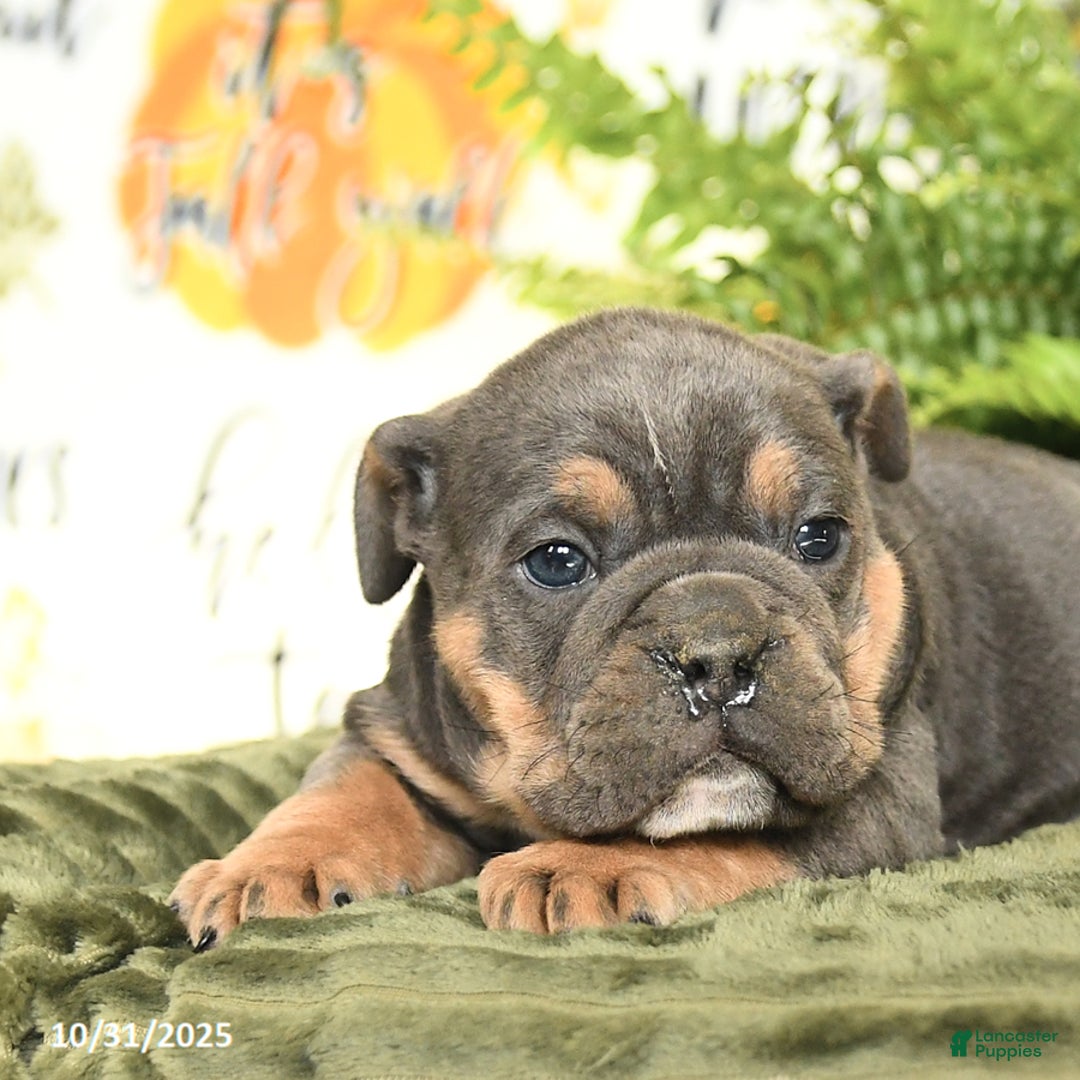 Mixed Breed dogs for sale: Malcolm - Ad 3