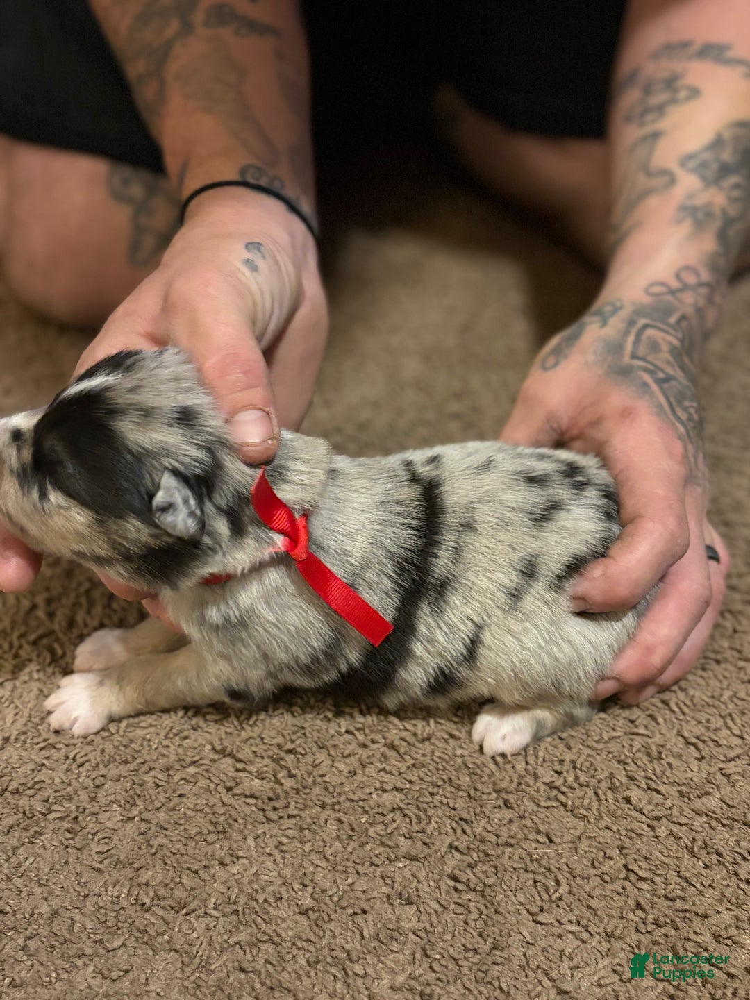 Australian Shepherd dogs for sale: Red. - Ad 3
