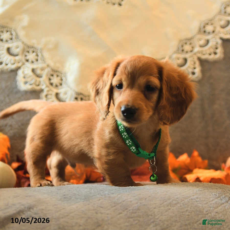 Miniature Dachshund dogs Spencer - Ad 2