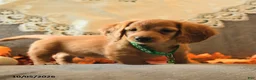 Miniature Dachshund dogs for sale: Spencer - Ad 2