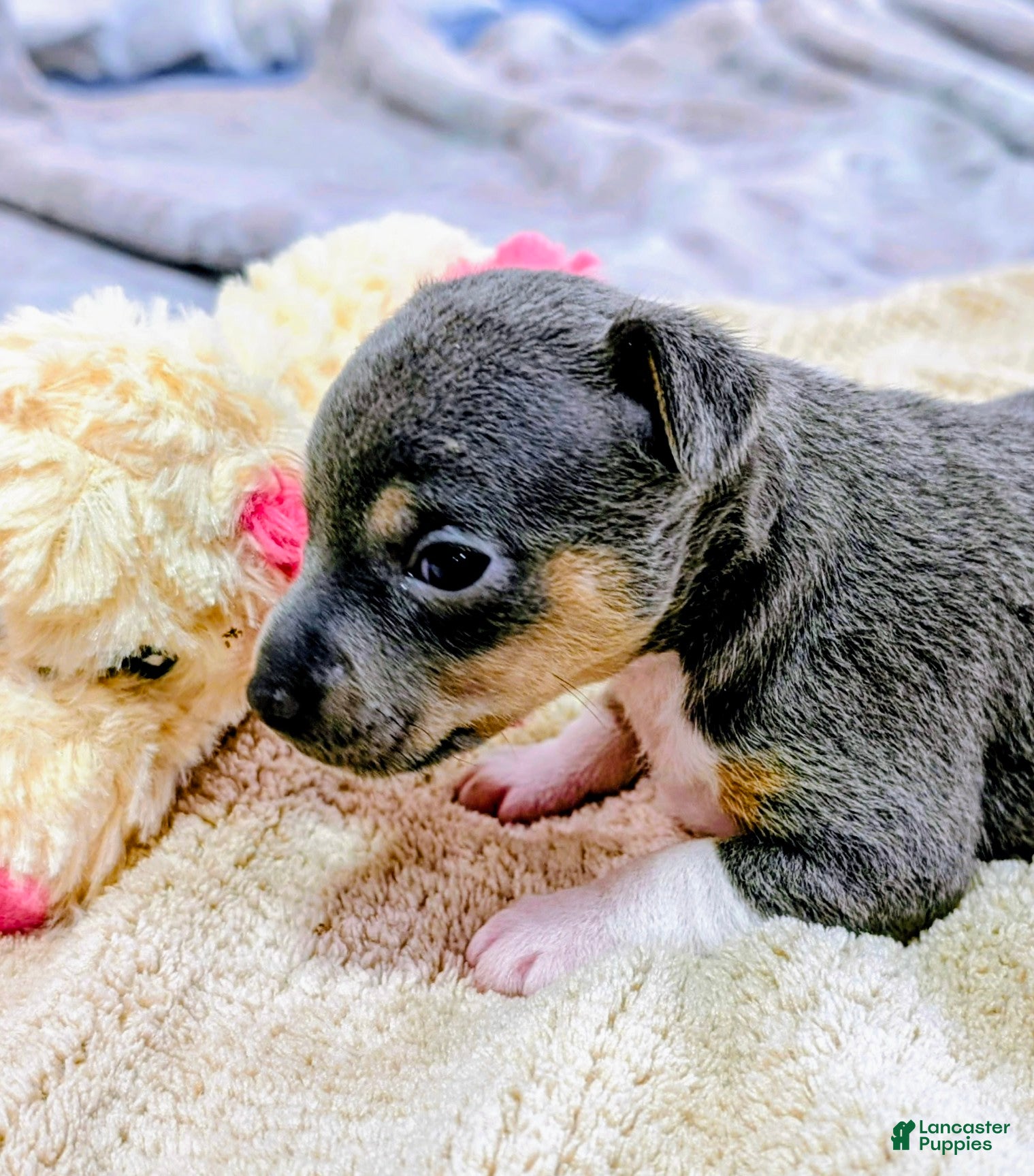 Rat Terrier dogs Annabelle - Mini Rat  - Ad 1