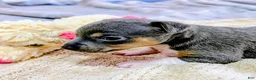 Rat Terrier dogs for sale: Annabelle - Mini Rat  - Ad 1