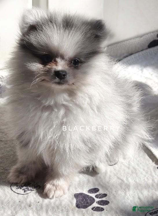 Pomeranian dogs for sale: Blackberry - Blue Merle 1 Blue Eye Pom Puppy - CH Lines! - Ad 2