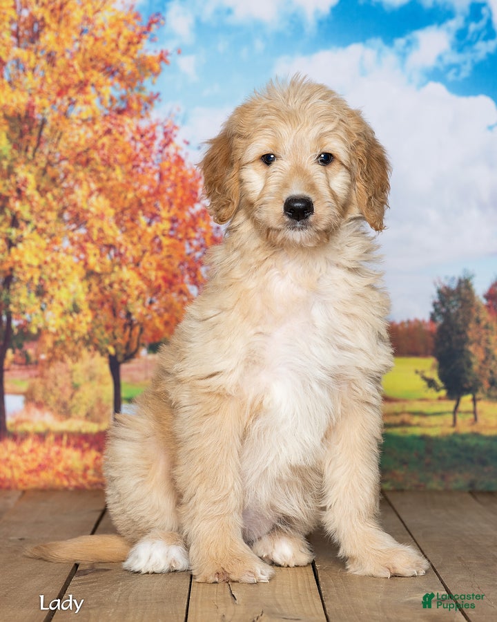 Goldendoodle dogs for sale: Lady - Ad 1