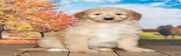 Goldendoodle dogs for sale: Lady - Ad 1