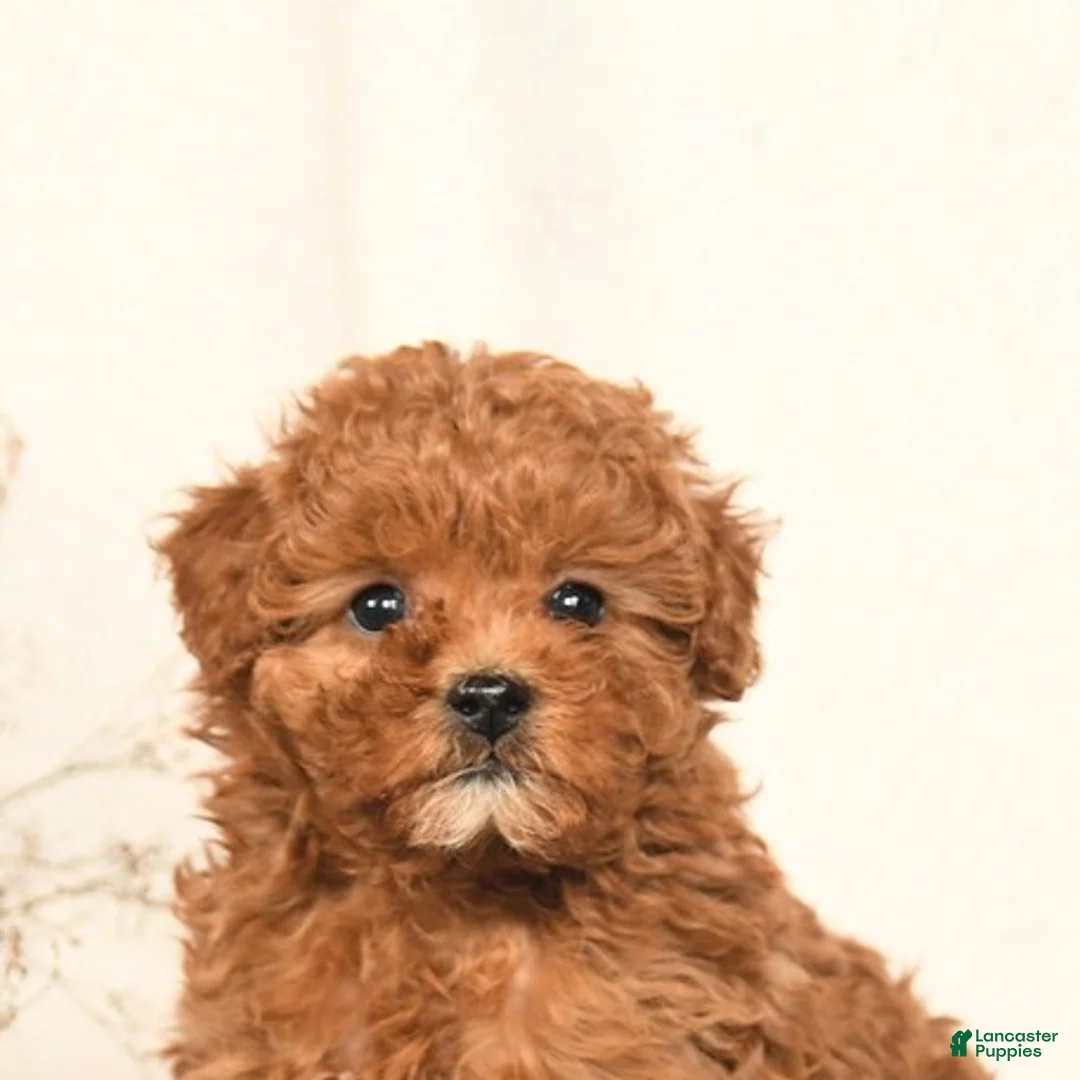 Miniature Poodle dogs for sale: Abby - Ad 5