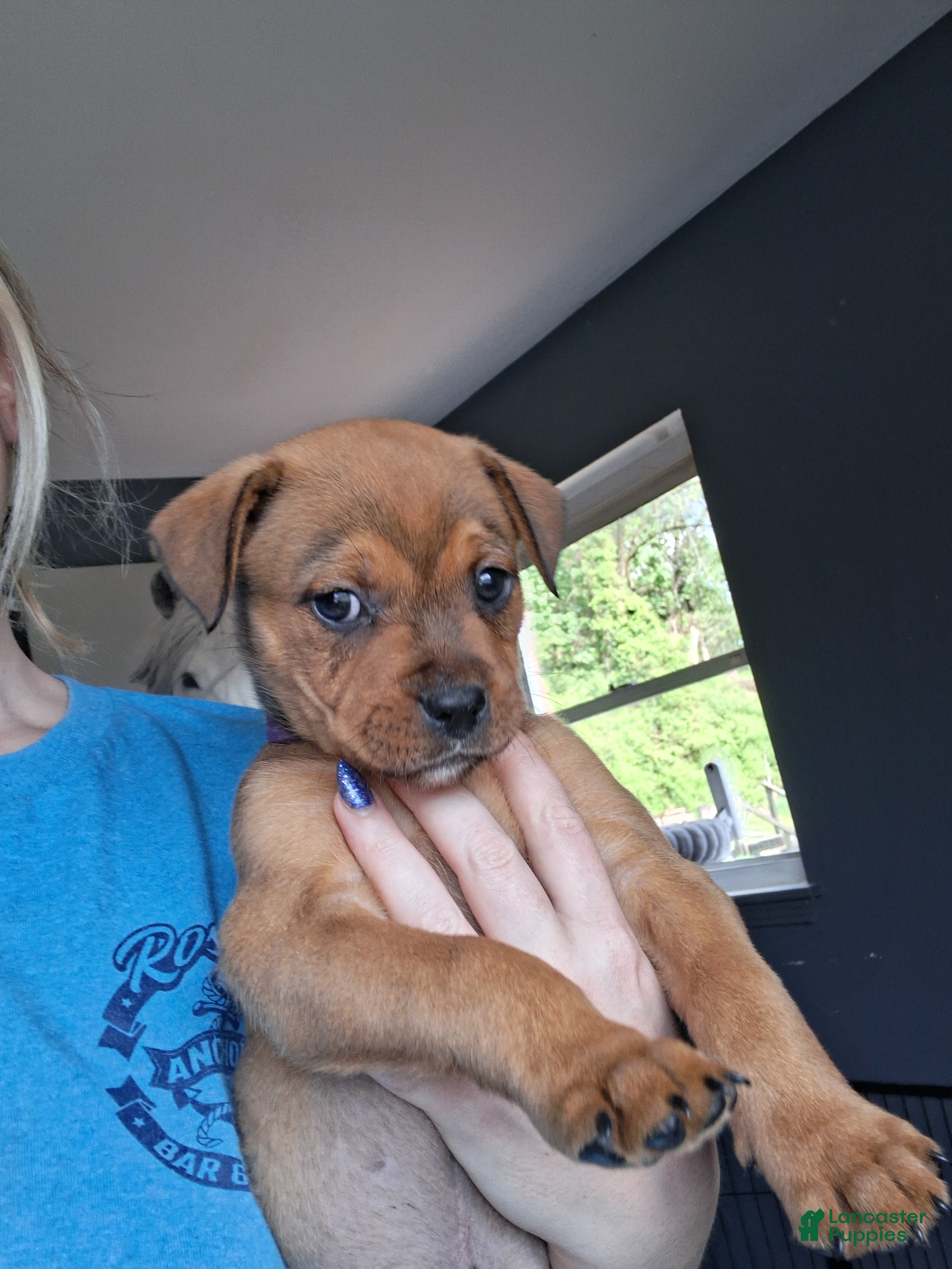 Mixed Breed dogs Sweet Pea - Ad 2