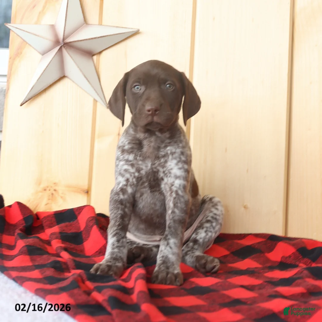 German Shorthaired Pointer dogs for sale: Daisy - Ad 5