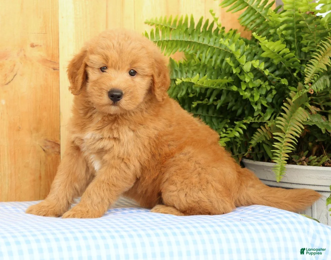 Mini Goldendoodle dogs for sale: Cash - Ad 1