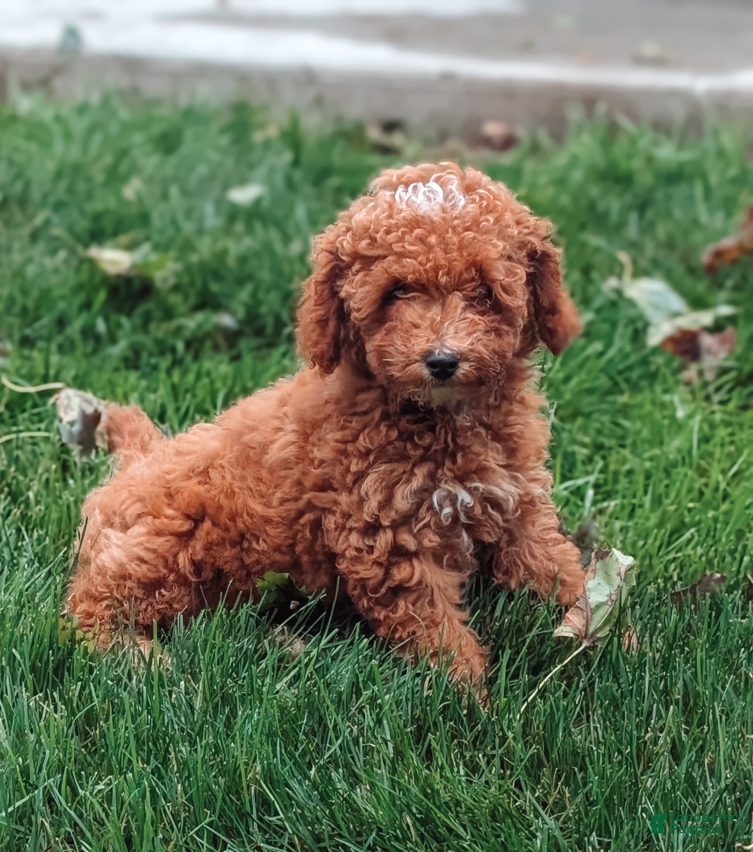 Miniature Poodle dogs Charlie  - Ad 1