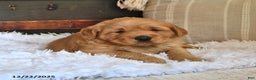 Golden Retriever dogs for sale: Darling Ellie - Ad 4