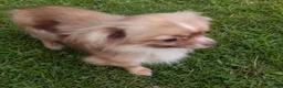 Chihuahua dogs for sale: Micro teacup long hair chihuahua.  Hand Delivery  - Ad 8