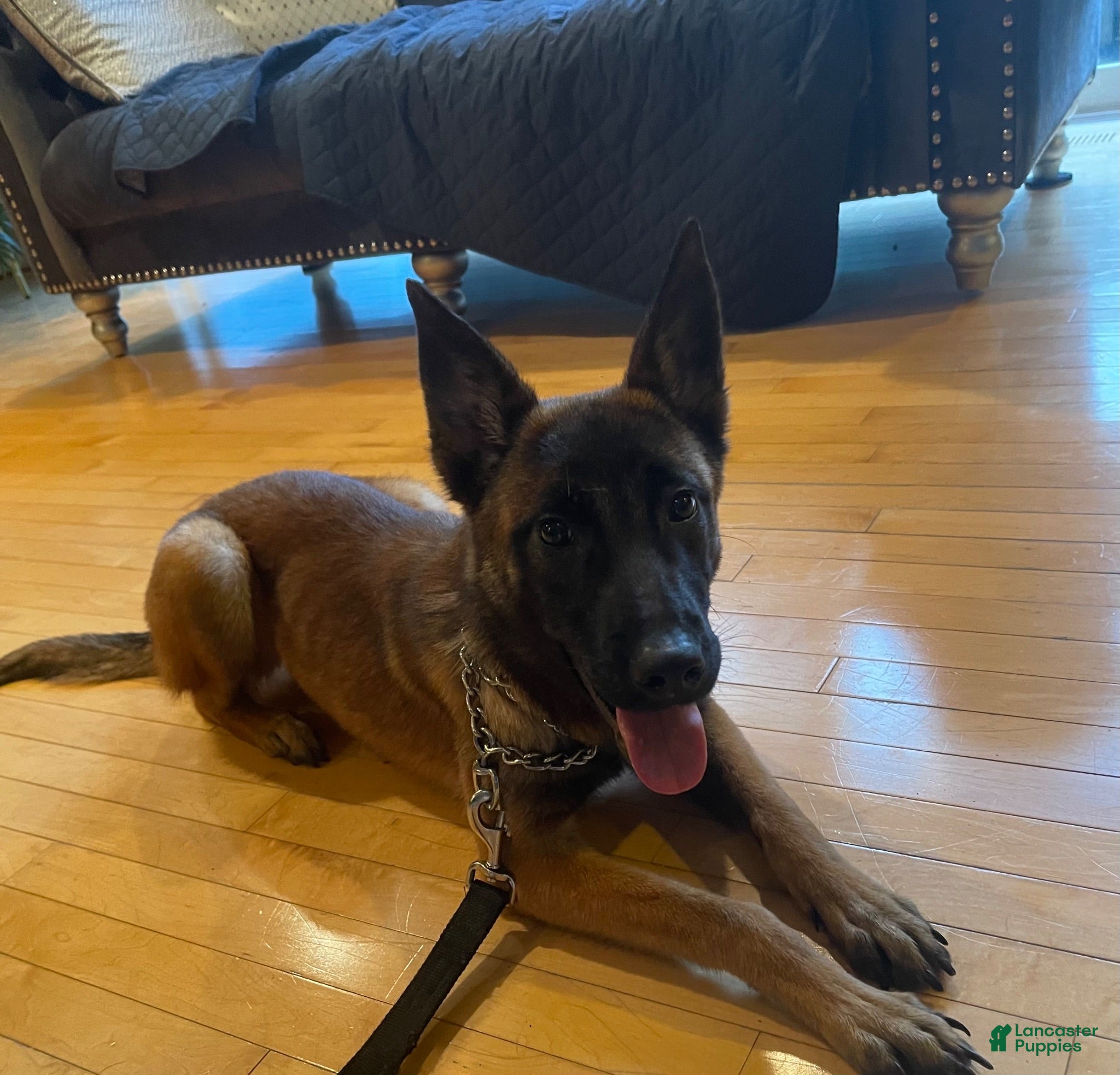 Belgian Malinois dogs Belgian Malinois 2 - Ad 28