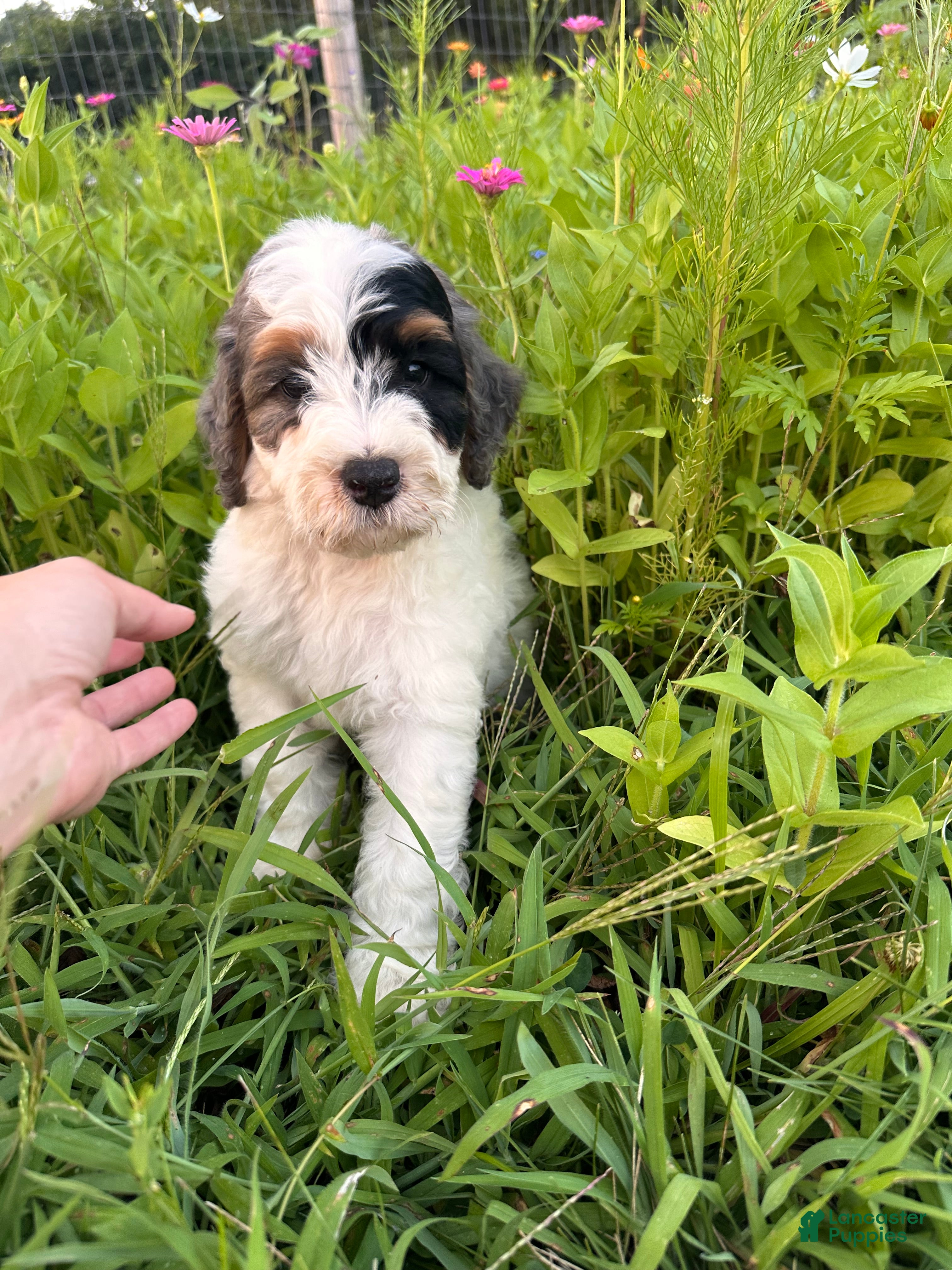 Bernedoodle dogs Froggy - Ad 1