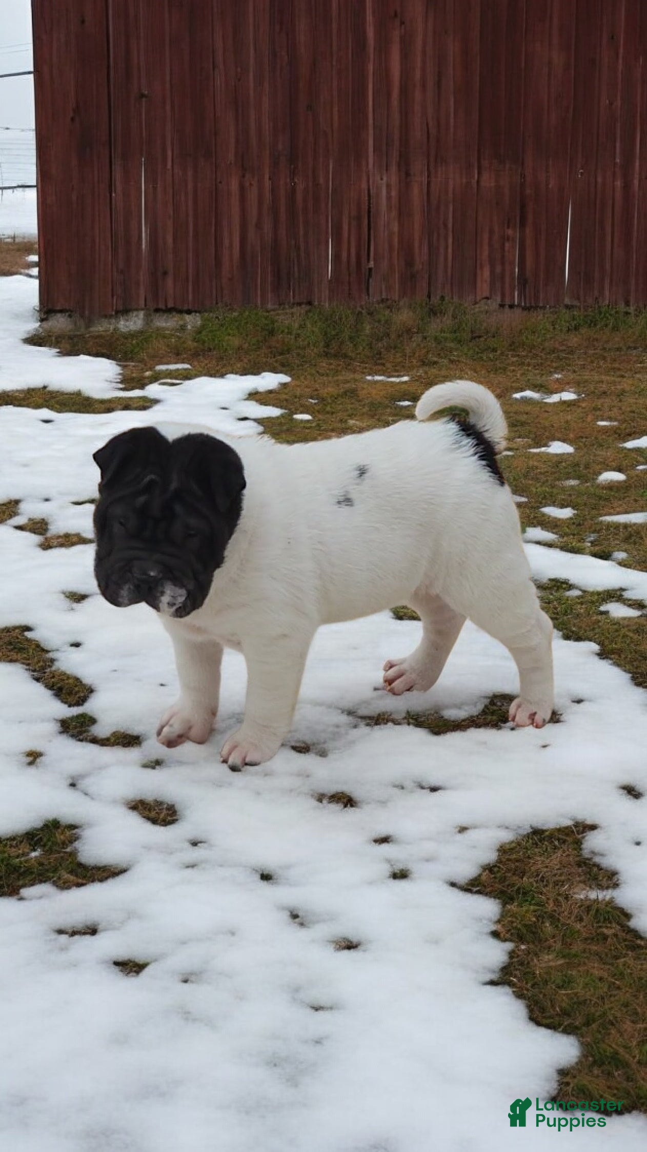 Shar Pei dogs Overo mini  - Ad 11