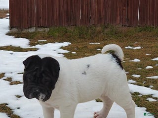 Shar Pei dogs Overo mini - Ad 3