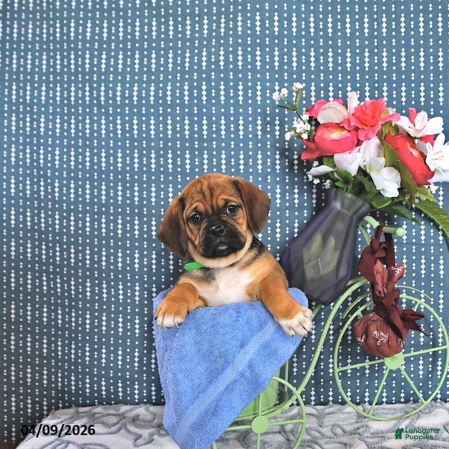Puggle dogs Queenie - Ad 2