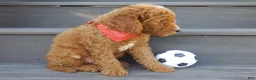 Mini Goldendoodle dogs for sale: Jake (Medium) - Ad 3