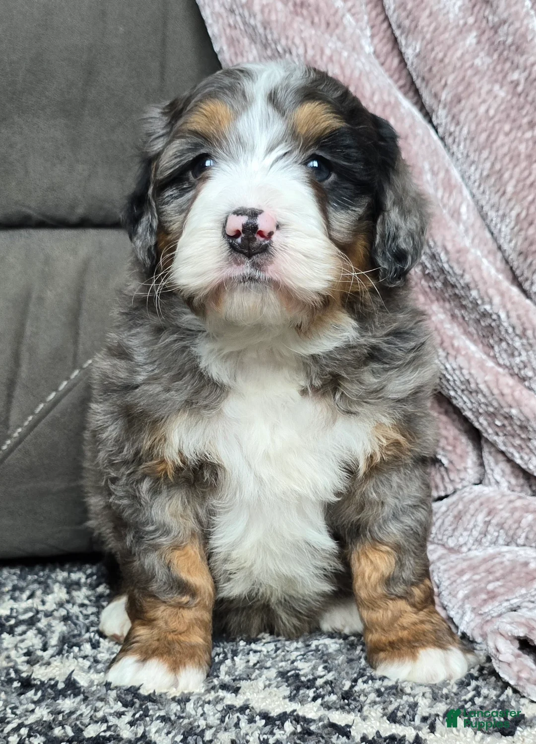 Mini Bernedoodle dogs for sale: Mini Chief - Ad 25