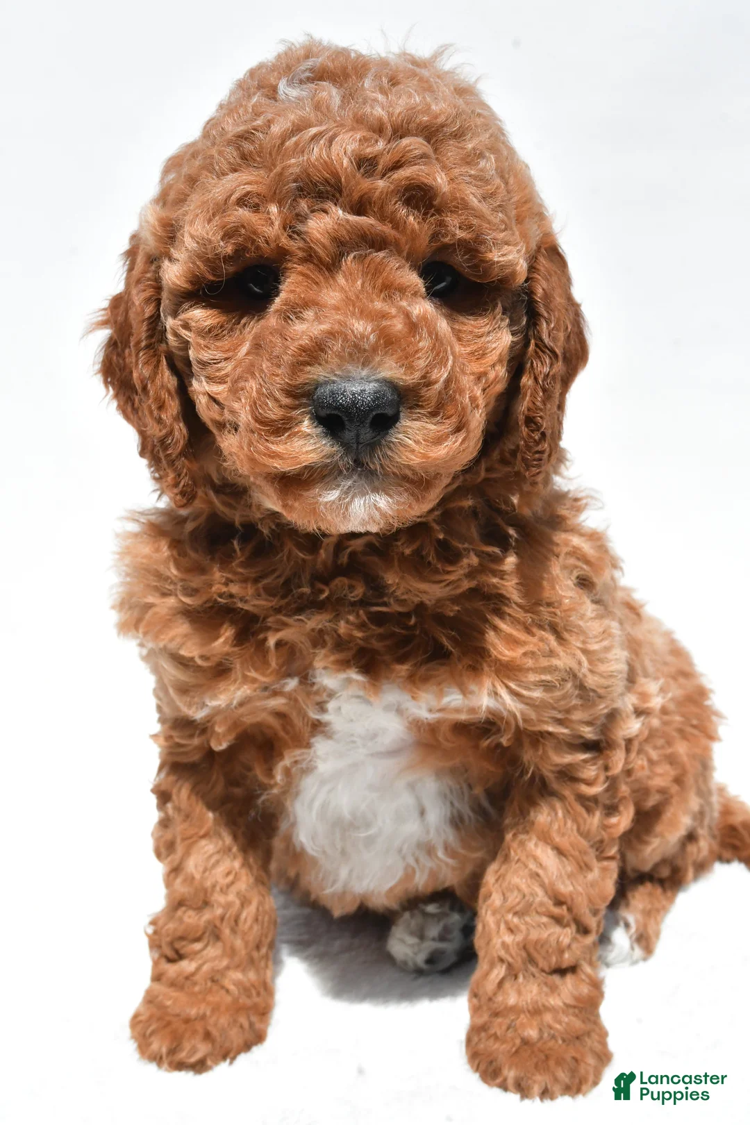Mini Goldendoodle dogs for sale: Bentley - Ad 2