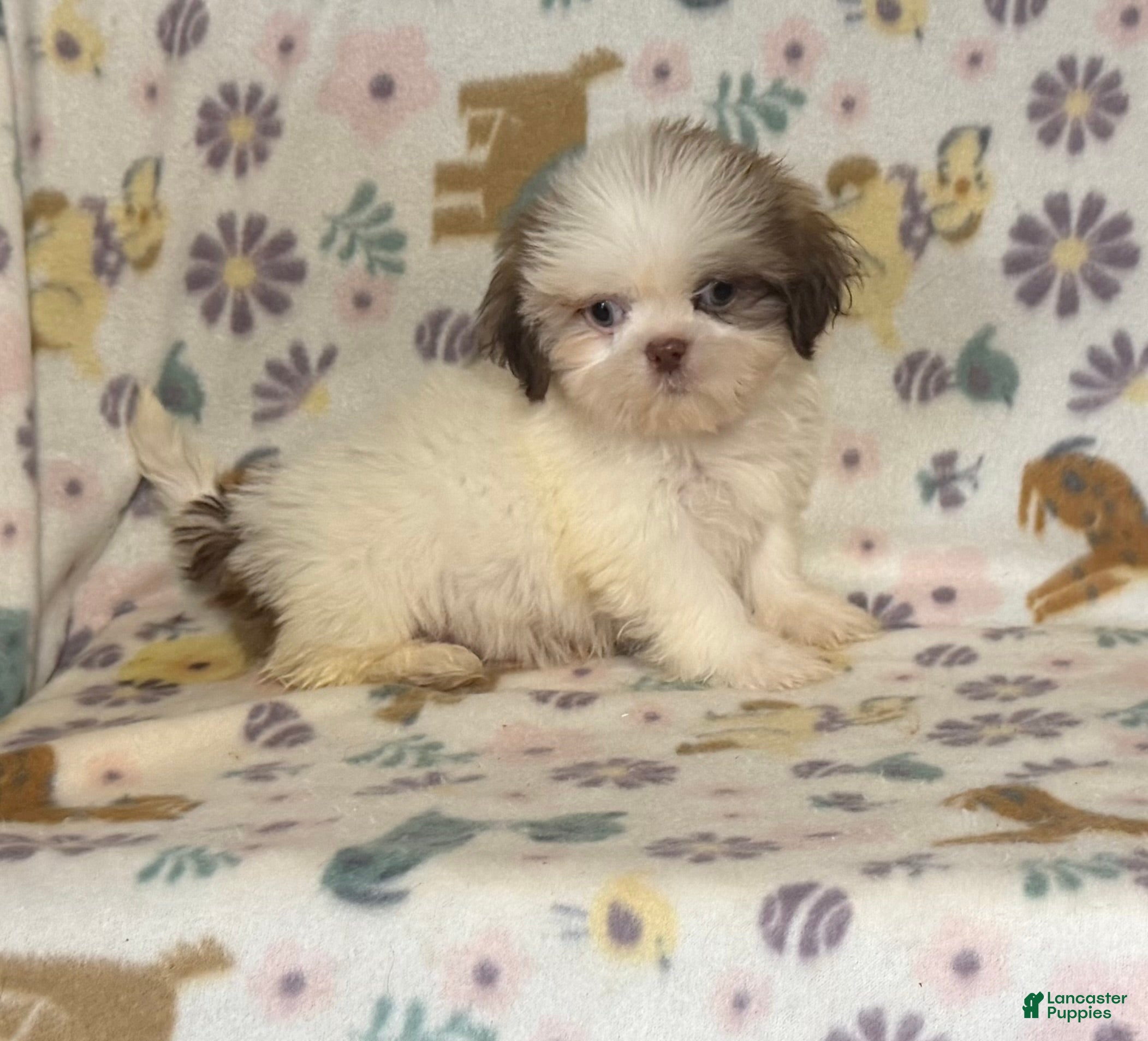 Shih Tzu dogs Shih Tzu 1 - Ad 3