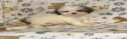 Shih Tzu dogs for sale: Shih Tzu 1 - Ad 1