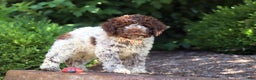 Lagotto Romagnolo dogs for sale: Mia - Ad 16