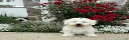 Bichon Frise dogs for sale: Ennis - Ad 1