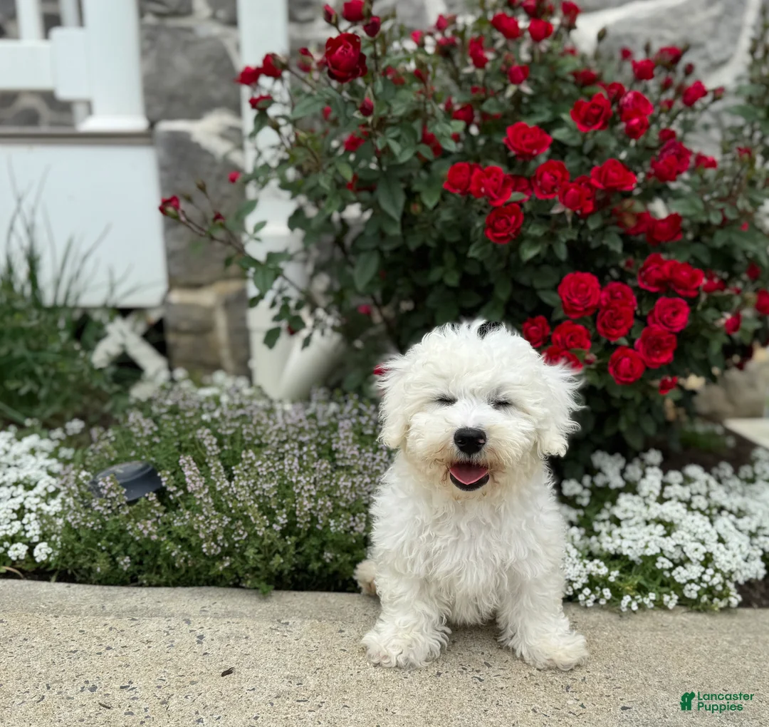 Bichon Frise dogs for sale: Ennis - Ad 1