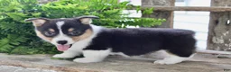 Mixed Breed dogs for sale: Mia - Ad 7