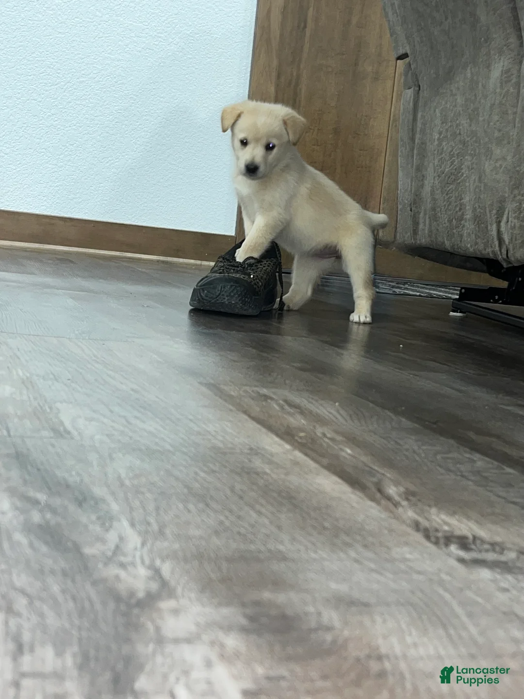 Mixed Breed dogs for sale: Lucy💕 - Ad 5