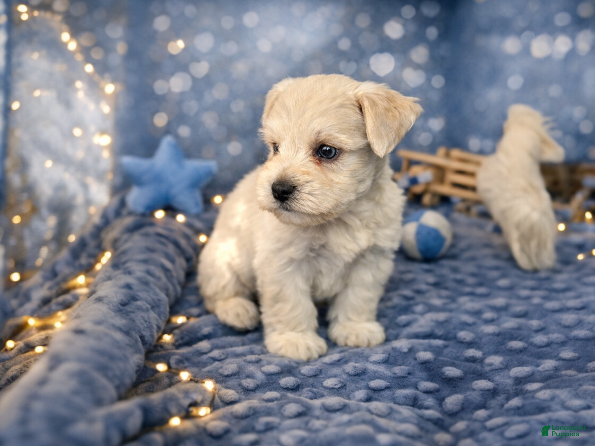 Miniature Schnauzer dogs Mr. Frost - Ad 1