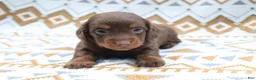 Miniature Dachshund dogs for sale: Poncho - Ad 1